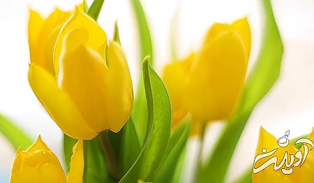 عکس گل،دسته گل عروس گل زیبا , گل یاس